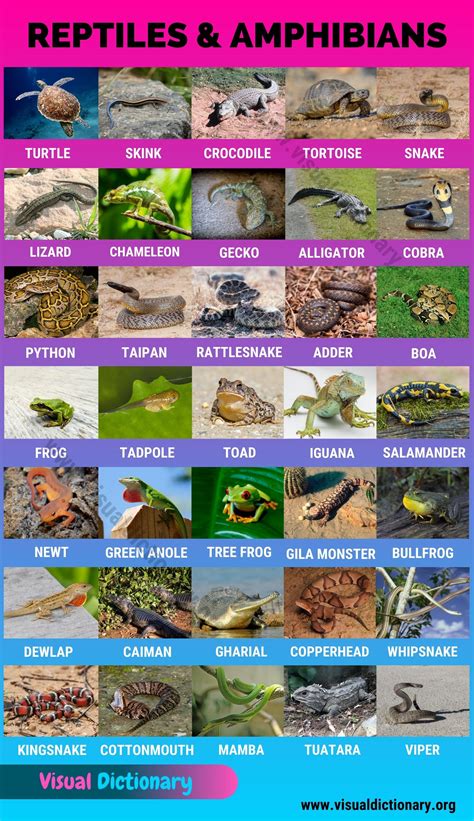 Reptiles and Amphibians of Hokkaido .